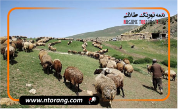 جریمه هفت میلیون ریال دامداران فاقد کارت چَرا